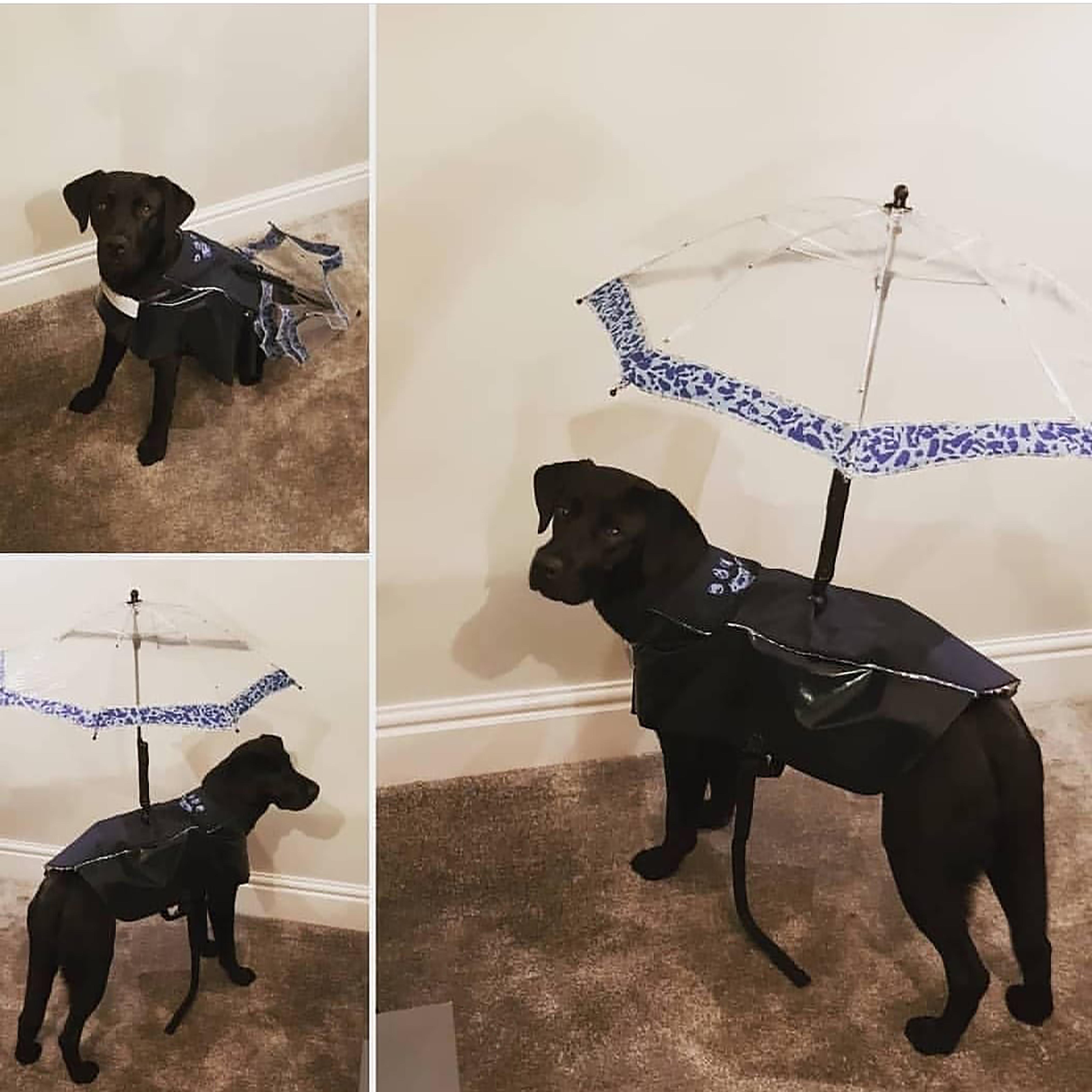 The dog umbrella Little Inventors